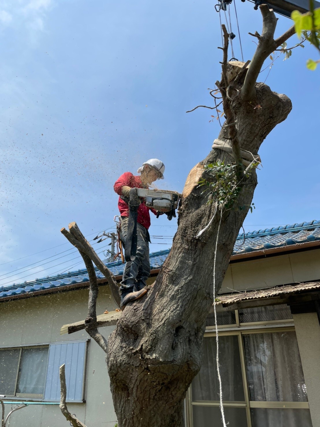 遠賀郡にて特殊伐採（大きくて手に負えない…施工事例紹介します！）