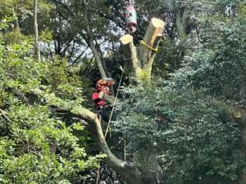 遠賀郡にて特殊伐採（中々見れない作業状況お見せします）