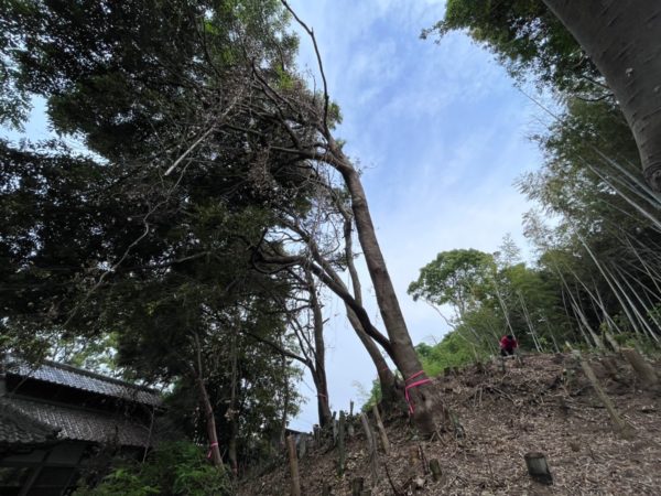 遠賀郡にて特殊伐採（大きくなりすぎた木の伐採！施工事例紹介します）