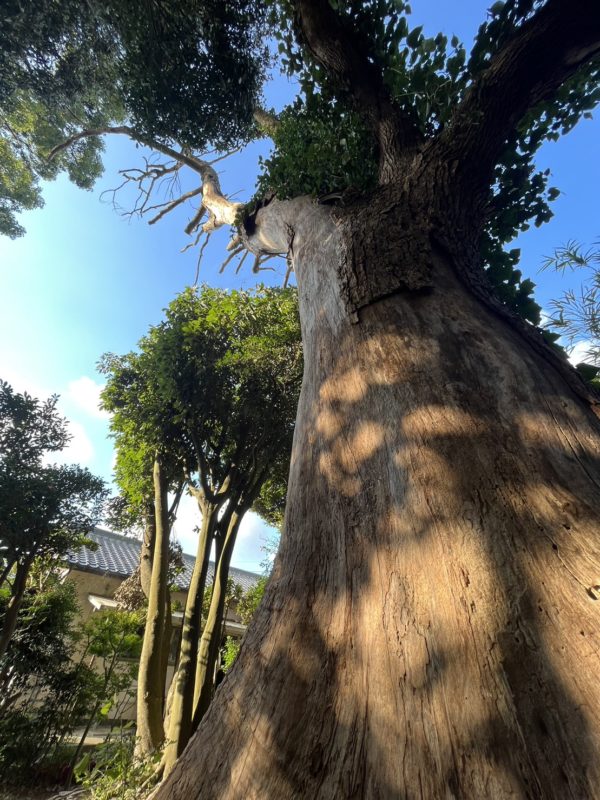 遠賀郡にて特殊伐採（枯れた大木の伐採！施工事例紹介します）